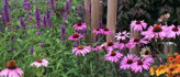 Vaste planten